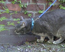 Walk05 Hmmm...this brick wall smells like...tuna!